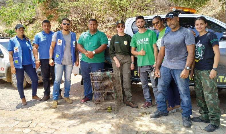 animais silvestres recolhidos em Oeiras